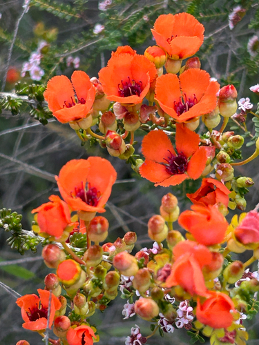 Pileanthus peduncularis observed 2025-09-29