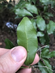 Toechima tenax