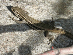 Liolaemus curicensis