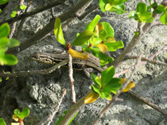 Liolaemus curicensis