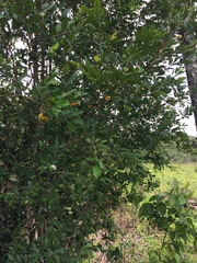 Eugenia pyriformis