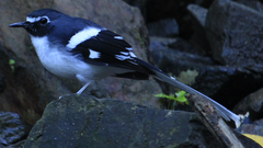 Enicurus schistaceus