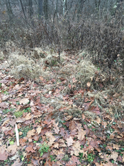 Microstegium vimineum