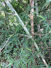 Guadua trinii