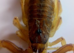 Tityus carrilloi