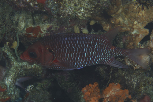 Sargocentron violaceum observed 2025-09-15