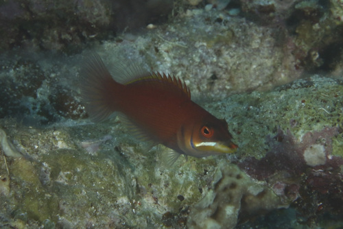 Foto de Tordillo fugaz (Pseudocheilinus evanidus)