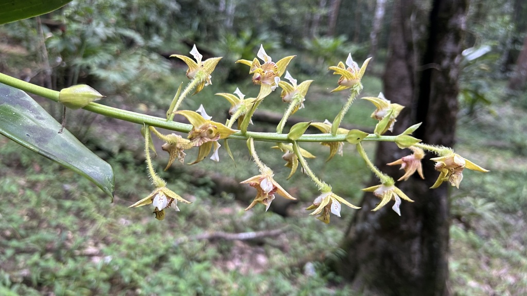 Dendrobium macrophyllum