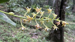 Pastor's Orchid (Dendrobium macrophyllum)