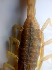 Tityus carrilloi