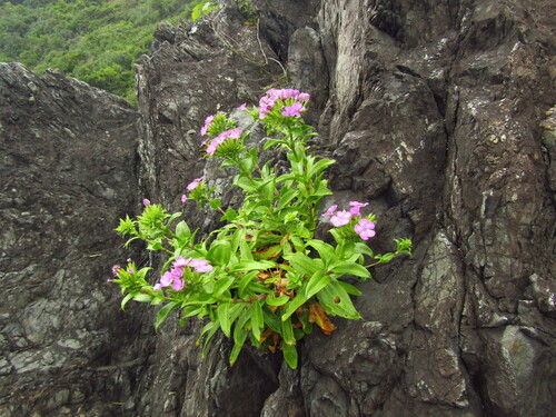 Dianthus japonicus, photograph 3