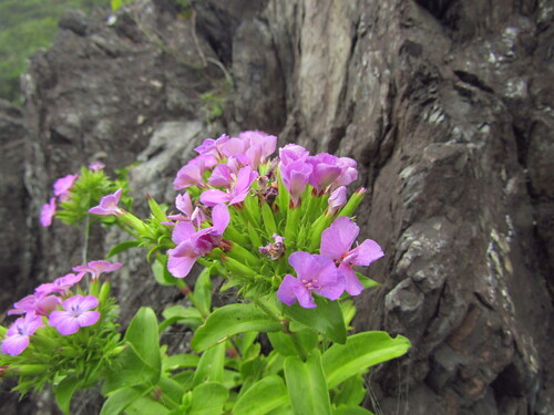 Dianthus japonicus, photograph 2