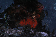 Acarnus erithacus