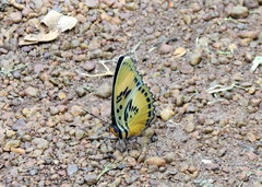 Euphaedra ceres ceres