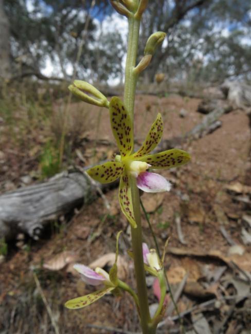 yellow hyacinth orchid