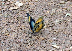 Euphaedra ceres ceres