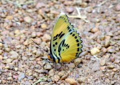 Euphaedra ceres ceres