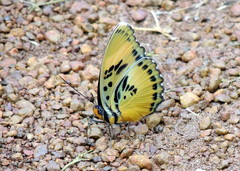 Euphaedra ceres ceres