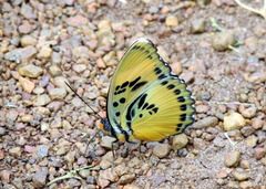 Euphaedra ceres ceres