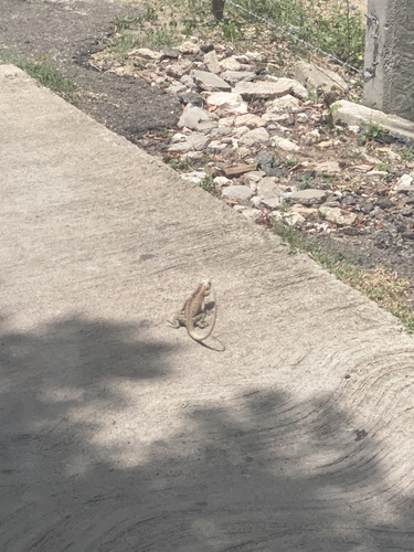 Indian Garden Lizard