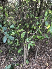 Aphananthe philippinensis