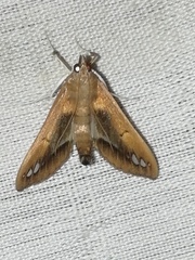 Diaphania fumosalis