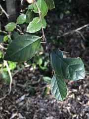 Aphananthe philippinensis