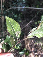 Aphananthe philippinensis