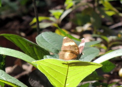 Euphaedra medon medon