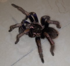 Pamphobeteus ultramarinus