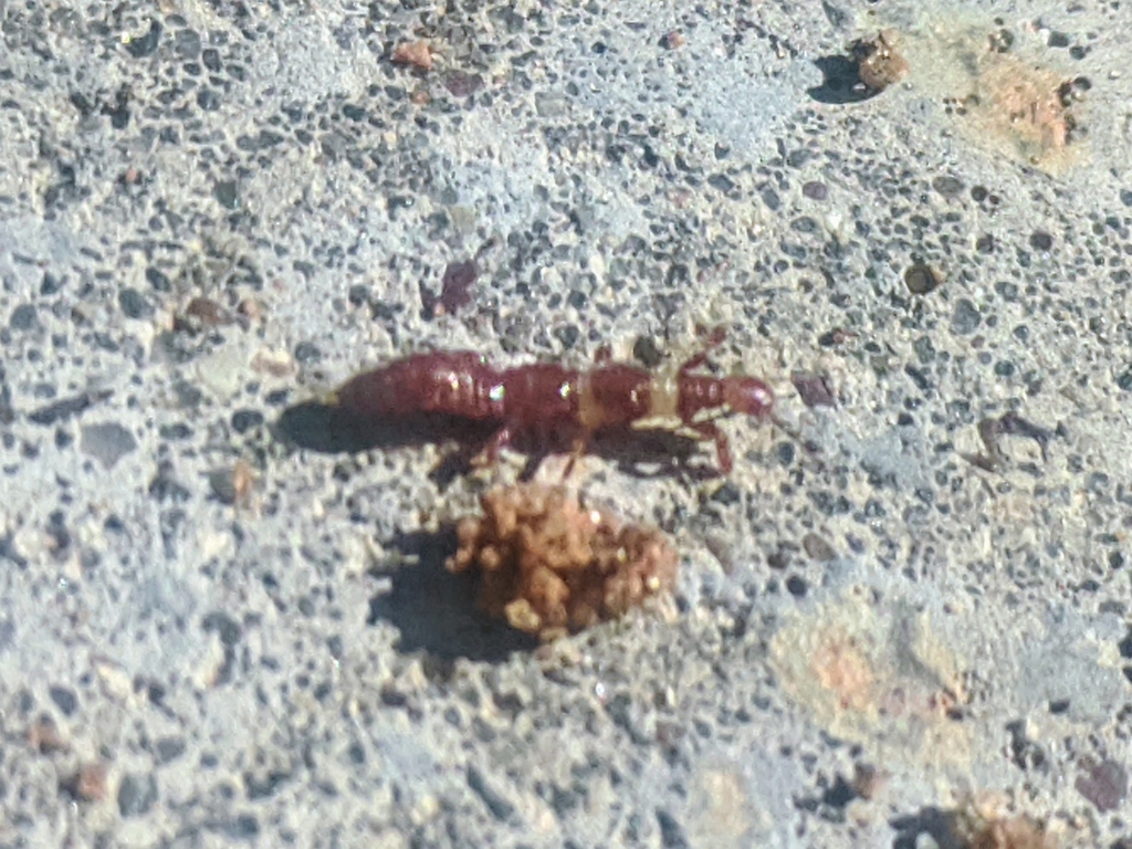Anisembia texana