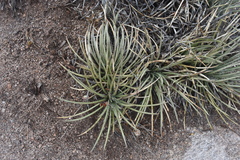 Agave schottii schottii