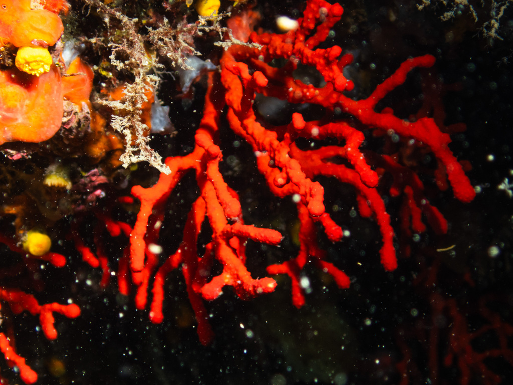 Branching red coral colony against dark rock