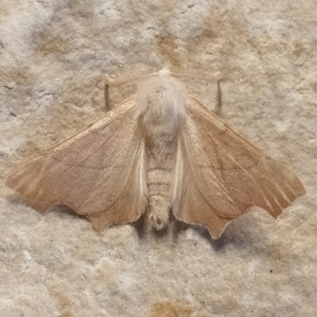 Clouded August Thorn