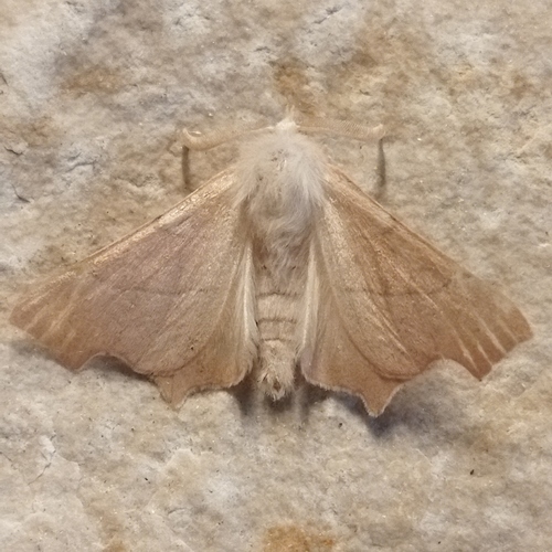 Clouded August Thorn