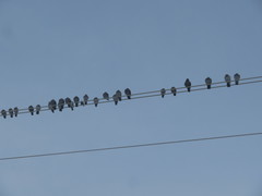 Columba livia domestica