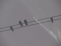 Columba livia domestica