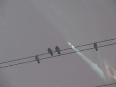 Columba livia domestica