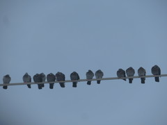 Columba livia domestica