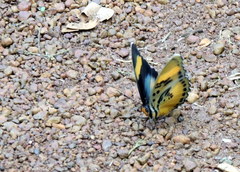 Euphaedra ceres ceres