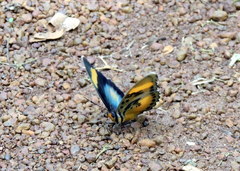 Euphaedra ceres ceres