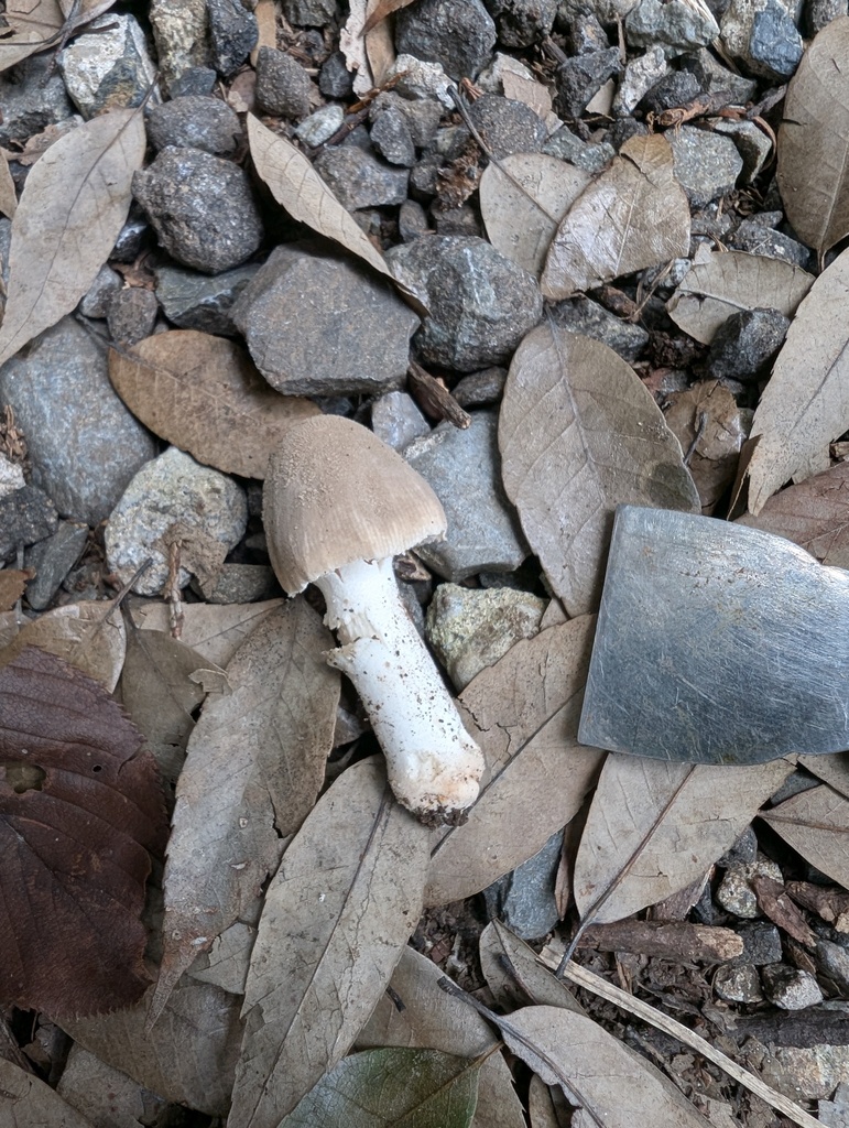 Amanita farinosa · September 2025 · photo: © atsushi_nakajima_cirque (iNaturalist, cc-by)
