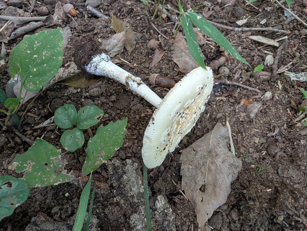 Amanita orientigemmata · September 2025 · photo: © atsushi_nakajima_cirque (iNaturalist, cc-by)