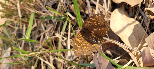 Golden Pansy