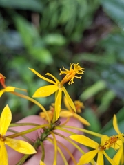 Epidendrum aura-usecheae, photograph (c) Daniel Mesa, some rights reserved (CC BY)