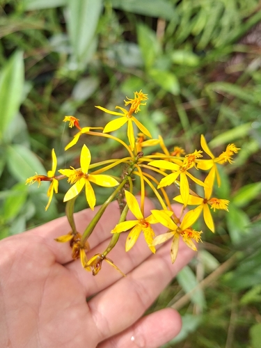 Epidendrum aura-usecheae, photograph 3