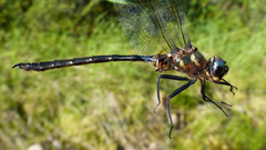 Somatochlora forcipata