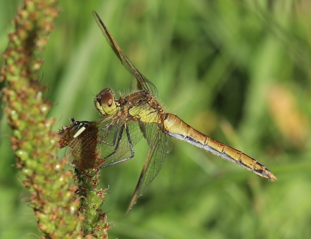 Banded Darter from HUD - 12 khoroo, Ulaanbaatar, Mongolia on July 31 ...