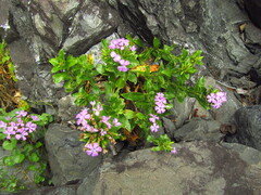 (c) Samuele Papeschi, some rights reserved (CC BY) Dianthus japonicus, photograph (c) Samuele Papeschi, some rights reserved (CC BY)