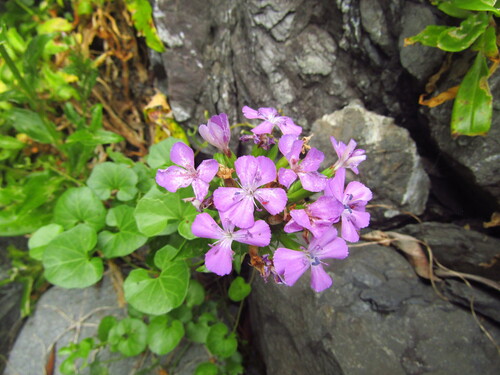 Seashore Pink (Dianthus japonicus)